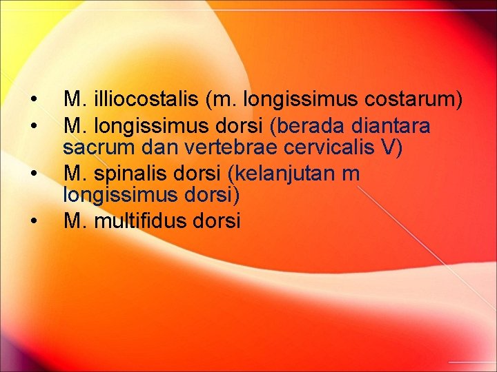 • • M. illiocostalis (m. longissimus costarum) M. longissimus dorsi (berada diantara sacrum • • M. illiocostalis (m. longissimus costarum) M. longissimus dorsi (berada diantara sacrum