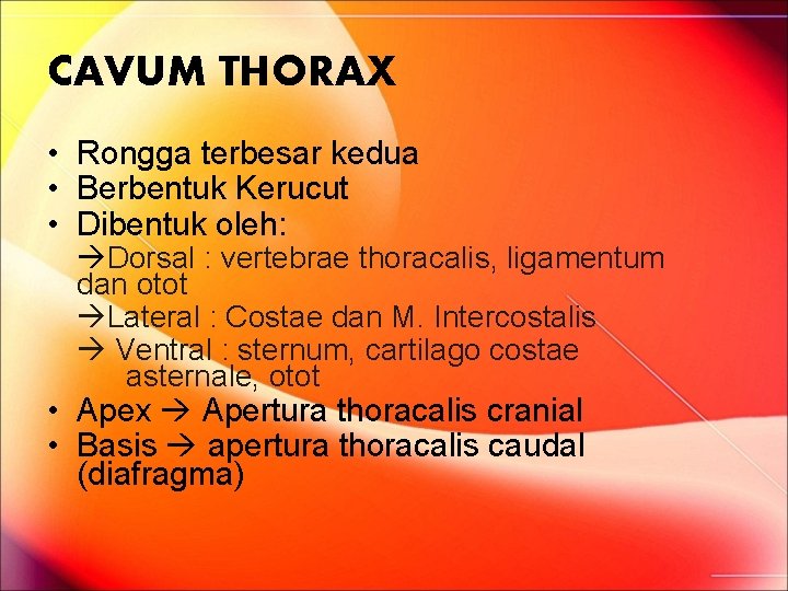 CAVUM THORAX • Rongga terbesar kedua • Berbentuk Kerucut • Dibentuk oleh: Dorsal : CAVUM THORAX • Rongga terbesar kedua • Berbentuk Kerucut • Dibentuk oleh: Dorsal :