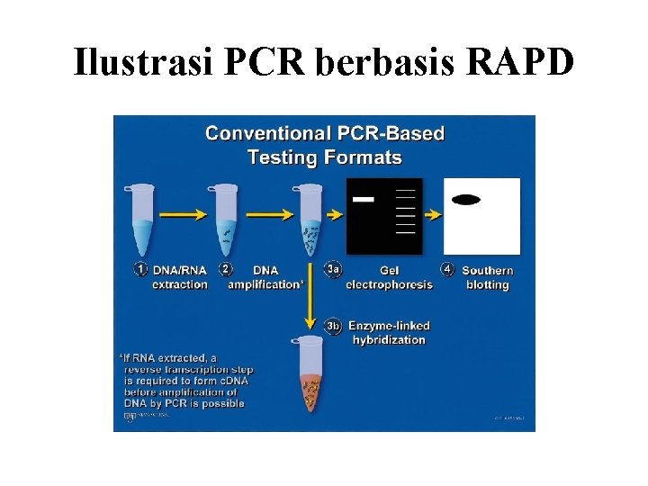 Ilustrasi PCR berbasis RAPD 