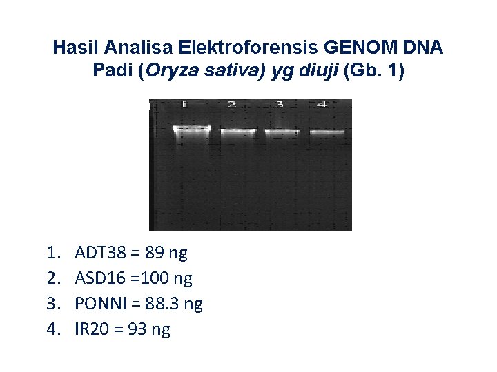 Hasil Analisa Elektroforensis GENOM DNA Padi (Oryza sativa) yg diuji (Gb. 1) 1. 2.