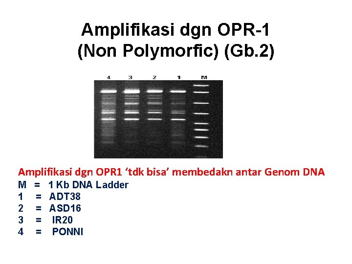 Amplifikasi dgn OPR-1 (Non Polymorfic) (Gb. 2) Amplifikasi dgn OPR 1 ‘tdk bisa’ membedakn