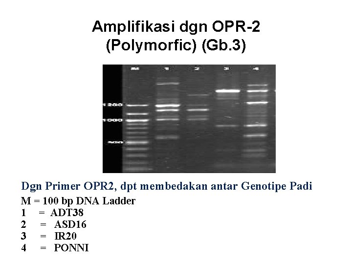 Amplifikasi dgn OPR-2 (Polymorfic) (Gb. 3) Dgn Primer OPR 2, dpt membedakan antar Genotipe