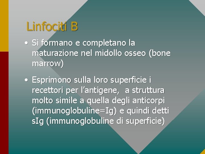 Linfociti B • Si formano e completano la maturazione nel midollo osseo (bone marrow)