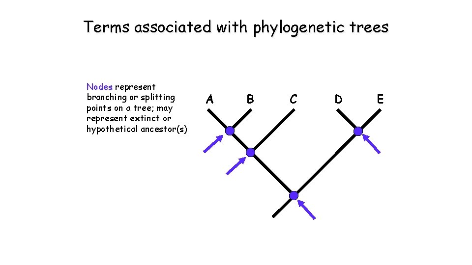 Terms associated with phylogenetic trees Nodes represent branching or splitting points on a tree;