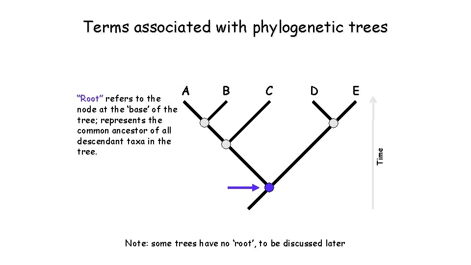 Terms associated with phylogenetic trees A B C D Note: some trees have no