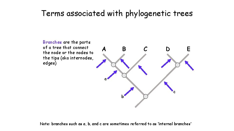 Terms associated with phylogenetic trees Branches are the parts of a tree that connect