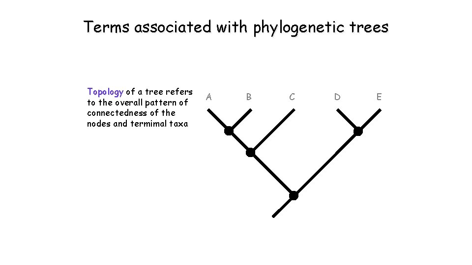 Terms associated with phylogenetic trees Topology of a tree refers to the overall pattern