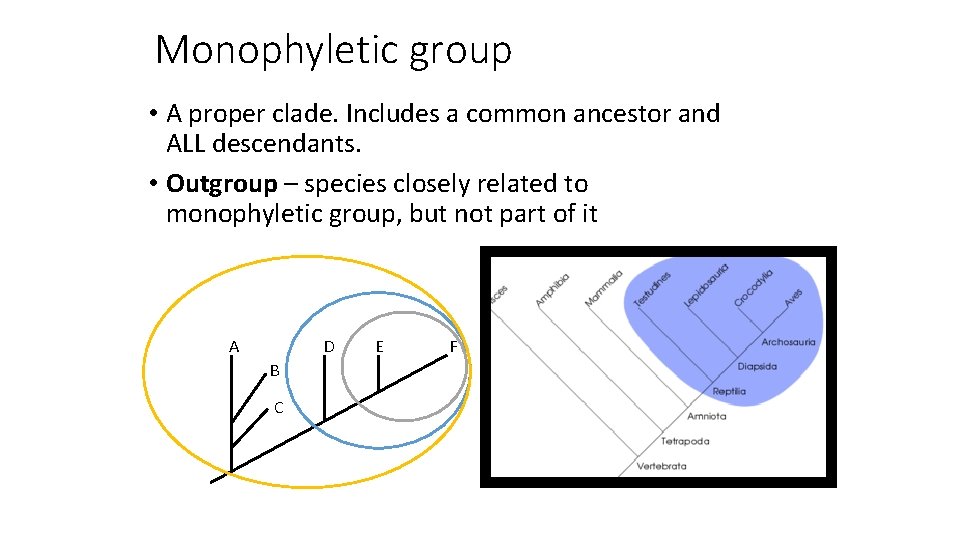 Monophyletic group • A proper clade. Includes a common ancestor and ALL descendants. •