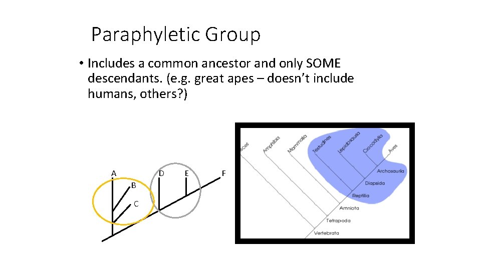 Paraphyletic Group • Includes a common ancestor and only SOME descendants. (e. g. great
