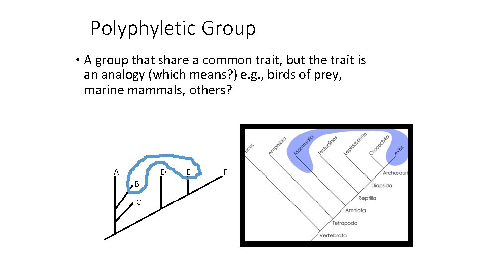 Polyphyletic Group • A group that share a common trait, but the trait is