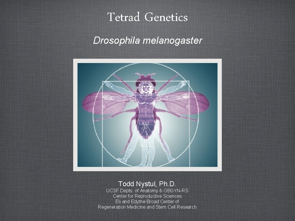 Tetrad Genetics Drosophila melanogaster Todd Nystul, Ph. D. UCSF Depts. of Anatomy & OBGYN-RS Tetrad Genetics Drosophila melanogaster Todd Nystul, Ph. D. UCSF Depts. of Anatomy & OBGYN-RS