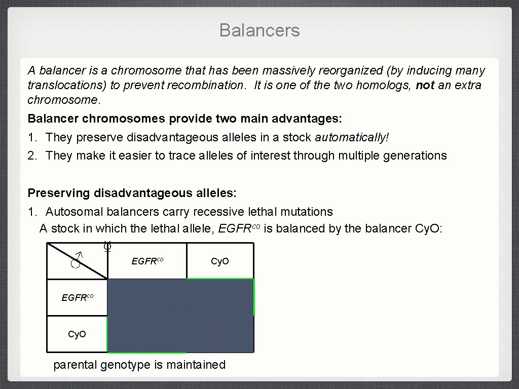 Balancers A balancer is a chromosome that has been massively reorganized (by inducing many Balancers A balancer is a chromosome that has been massively reorganized (by inducing many