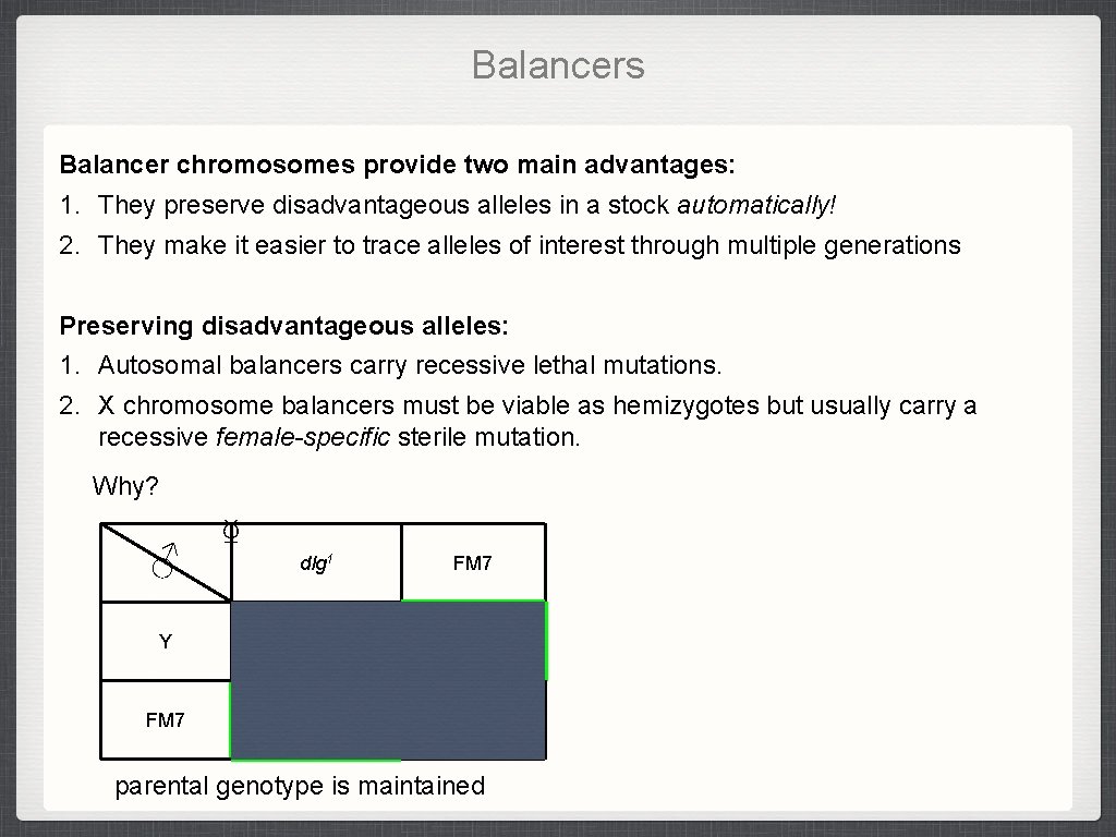 Balancers Balancer chromosomes provide two main advantages: 1. They preserve disadvantageous alleles in a Balancers Balancer chromosomes provide two main advantages: 1. They preserve disadvantageous alleles in a