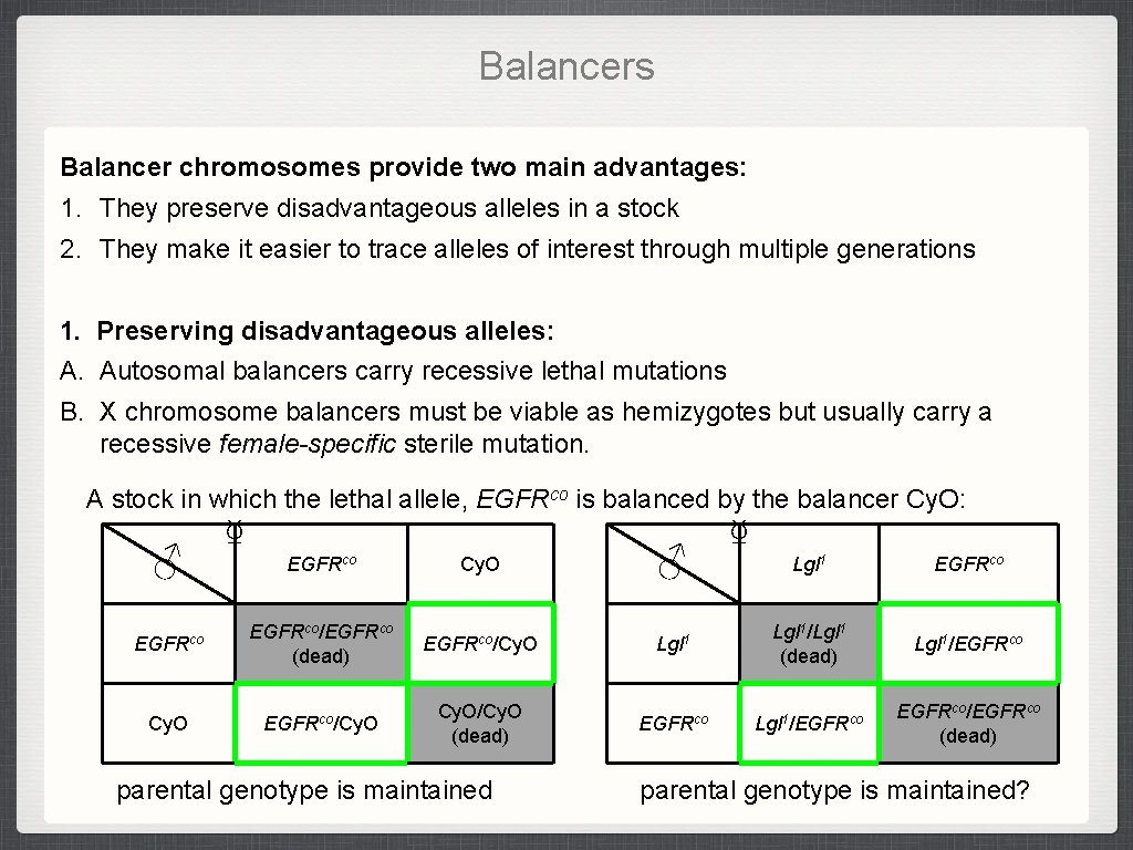 Balancers Balancer chromosomes provide two main advantages: 1. They preserve disadvantageous alleles in a Balancers Balancer chromosomes provide two main advantages: 1. They preserve disadvantageous alleles in a