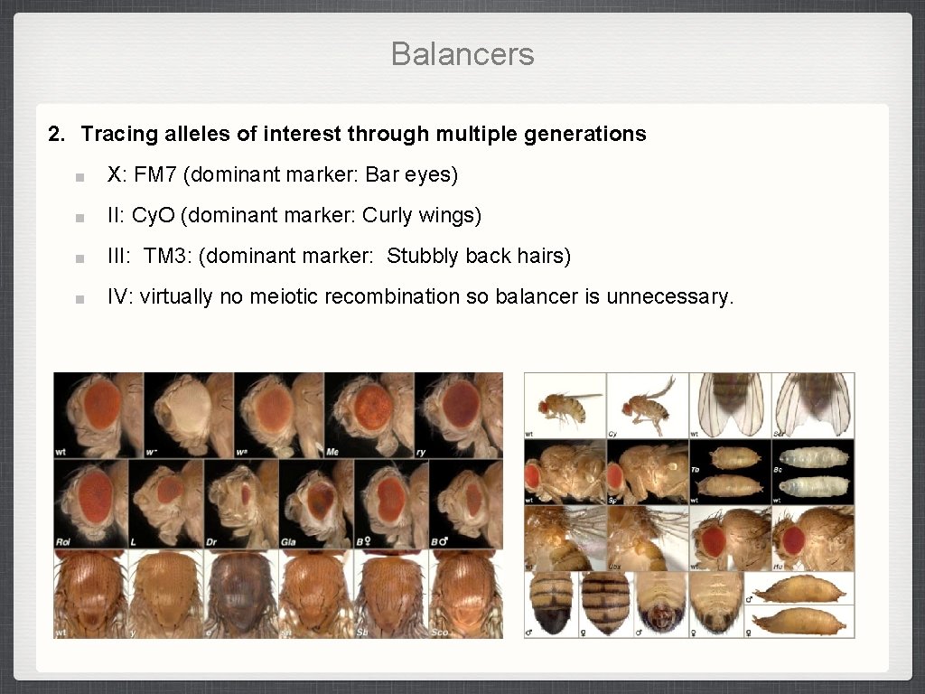 Balancers 2. Tracing alleles of interest through multiple generations X: FM 7 (dominant marker: Balancers 2. Tracing alleles of interest through multiple generations X: FM 7 (dominant marker:
