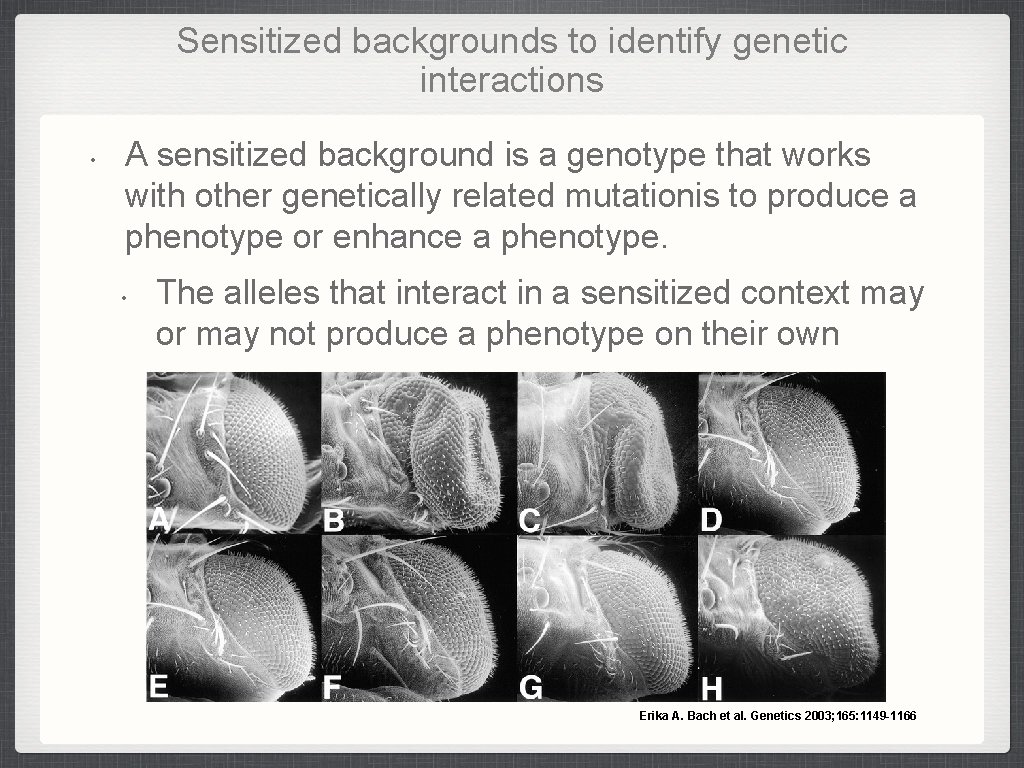 Sensitized backgrounds to identify genetic interactions • A sensitized background is a genotype that Sensitized backgrounds to identify genetic interactions • A sensitized background is a genotype that