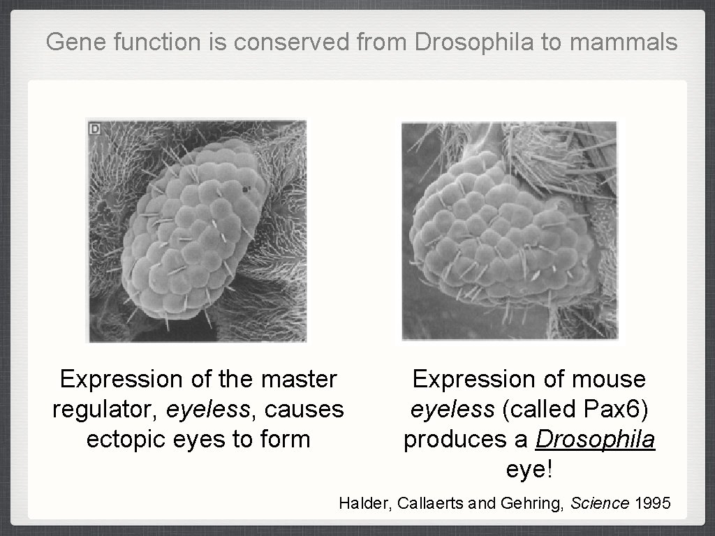 Gene function is conserved from Drosophila to mammals Expression of the master regulator, eyeless, Gene function is conserved from Drosophila to mammals Expression of the master regulator, eyeless,