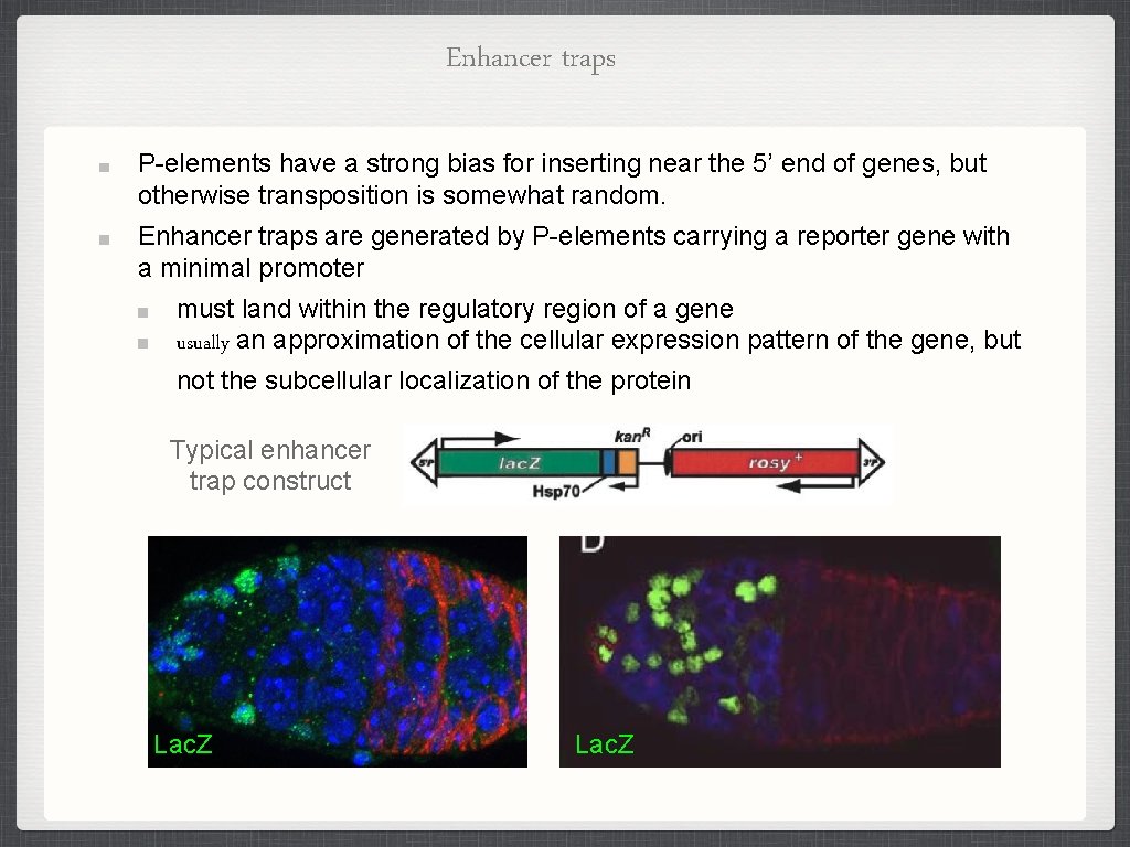 Enhancer traps P-elements have a strong bias for inserting near the 5’ end of Enhancer traps P-elements have a strong bias for inserting near the 5’ end of