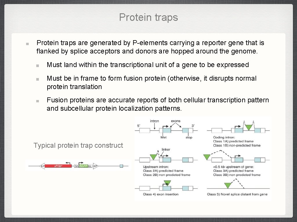 Protein traps are generated by P-elements carrying a reporter gene that is flanked by Protein traps are generated by P-elements carrying a reporter gene that is flanked by