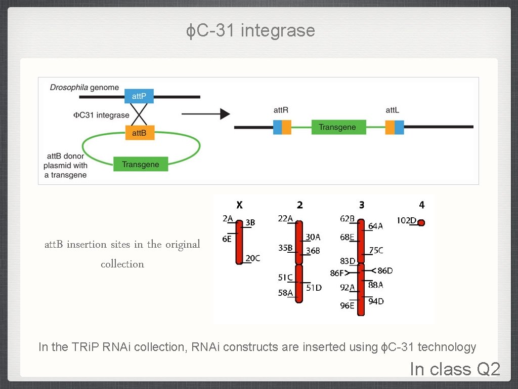 ϕC-31 integrase att. B insertion sites in the original collection In the TRi. P ϕC-31 integrase att. B insertion sites in the original collection In the TRi. P