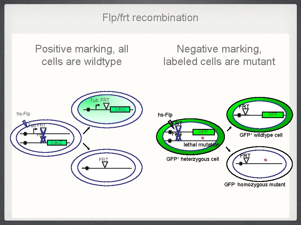 Flp/frt recombination Positive marking, all cells are wildtype Negative marking, labeled cells are mutant Flp/frt recombination Positive marking, all cells are wildtype Negative marking, labeled cells are mutant