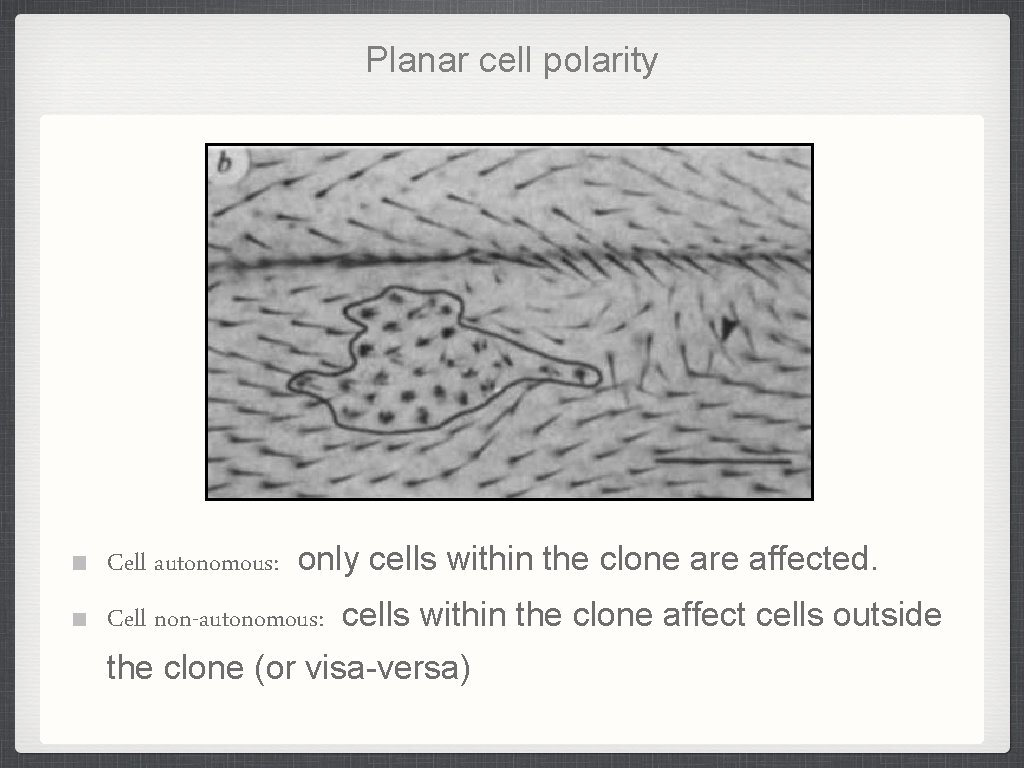 Planar cell polarity Cell autonomous: only cells within the clone are affected. Cell non-autonomous: Planar cell polarity Cell autonomous: only cells within the clone are affected. Cell non-autonomous: