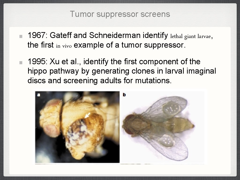 Tumor suppressor screens 1967: Gateff and Schneiderman identify lethal giant larvae, the first in Tumor suppressor screens 1967: Gateff and Schneiderman identify lethal giant larvae, the first in