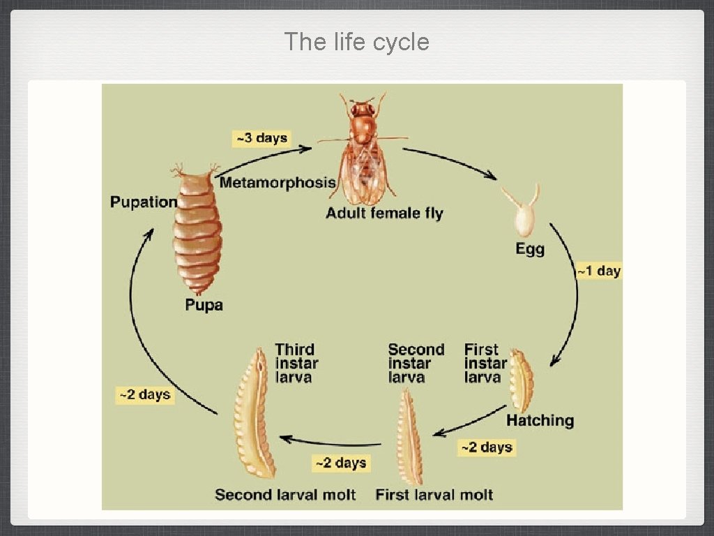 The life cycle The life cycle
