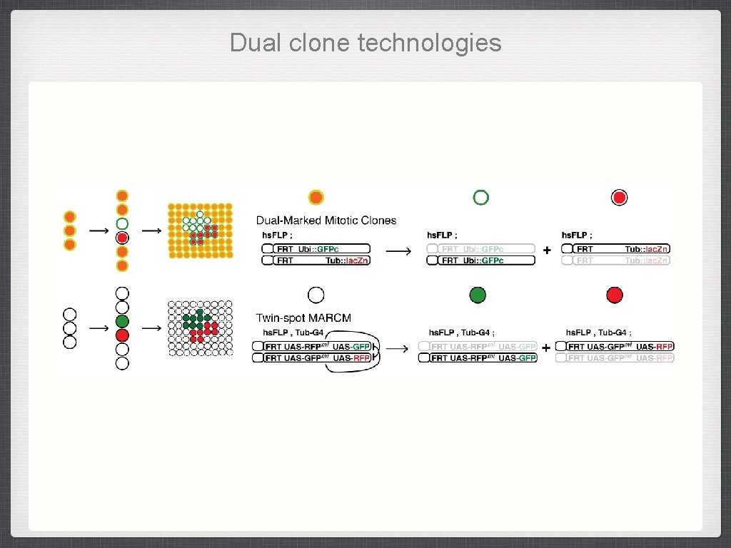 Dual clone technologies Dual clone technologies