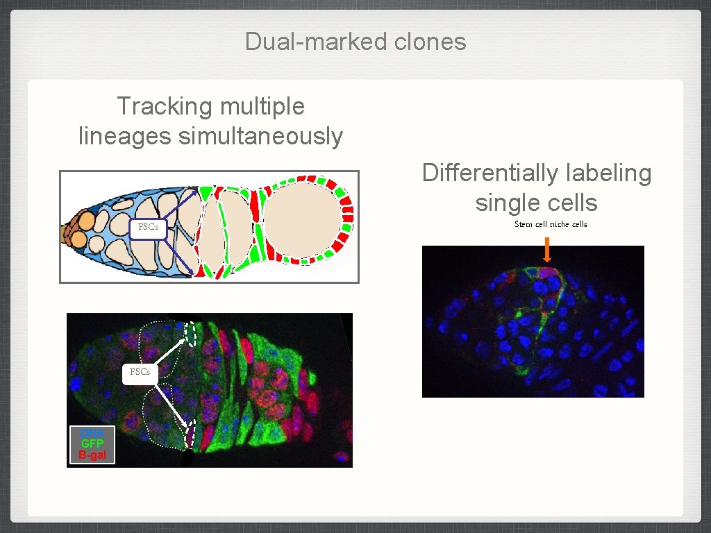 Dual-marked clones Tracking multiple lineages simultaneously Differentially labeling single cells FSCs DNA GFP B-gal Dual-marked clones Tracking multiple lineages simultaneously Differentially labeling single cells FSCs DNA GFP B-gal