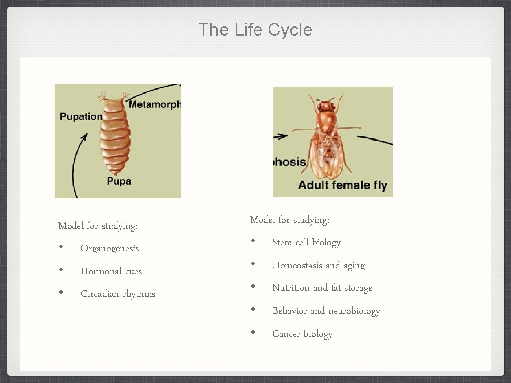 The Life Cycle Model for studying: • Organogenesis • Hormonal cues • Circadian rhythms The Life Cycle Model for studying: • Organogenesis • Hormonal cues • Circadian rhythms