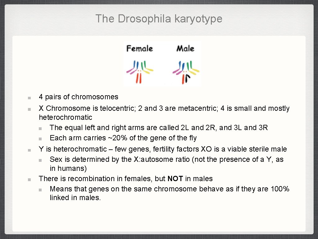 The Drosophila karyotype 4 pairs of chromosomes X Chromosome is telocentric; 2 and 3 The Drosophila karyotype 4 pairs of chromosomes X Chromosome is telocentric; 2 and 3