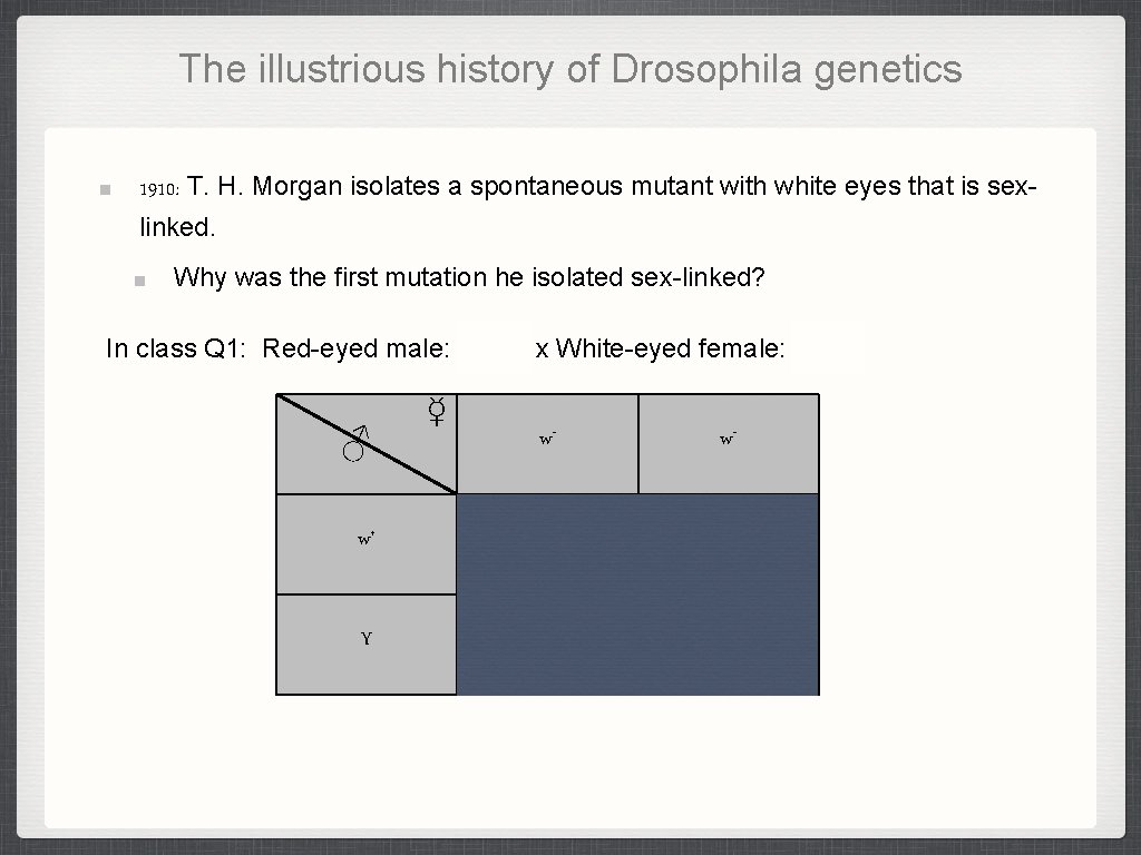 The illustrious history of Drosophila genetics 1910: T. H. Morgan isolates a spontaneous mutant The illustrious history of Drosophila genetics 1910: T. H. Morgan isolates a spontaneous mutant