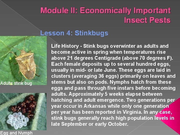 Module II: Economically Important Insect Pests Lesson 4: Stinkbugs Adults stink bug Egg and