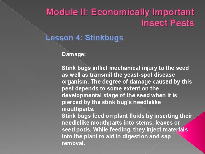 Module II: Economically Important Insect Pests Lesson 4: Stinkbugs Damage: Stink bugs inflict mechanical