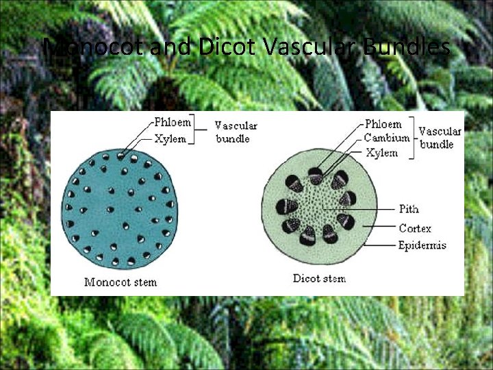 Monocot and Dicot Vascular Bundles 