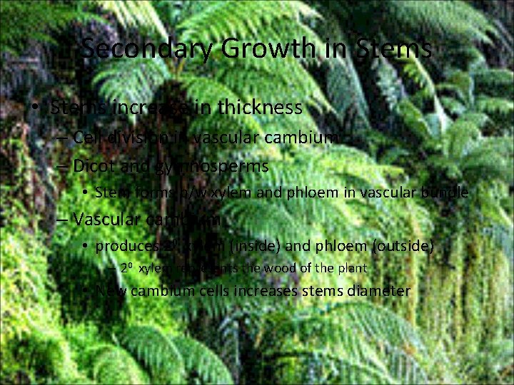 Secondary Growth in Stems • Stems increase in thickness – Cell division in vascular