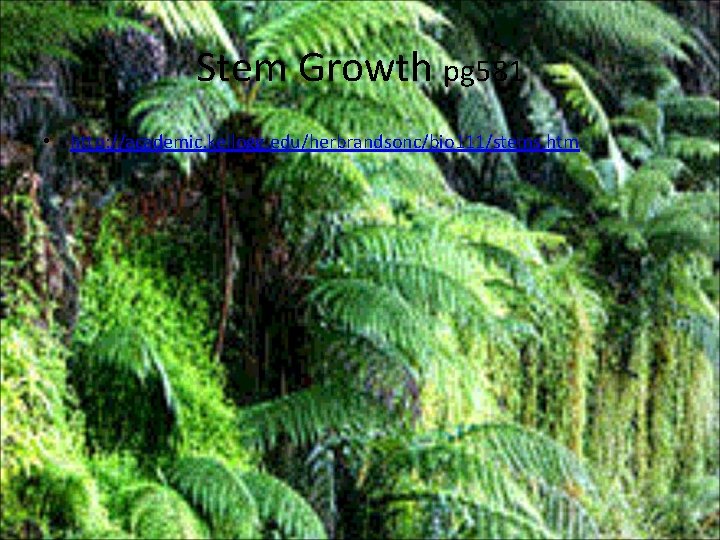 Stem Growth pg 581 • http: //academic. kellogg. edu/herbrandsonc/bio 111/stems. htm 