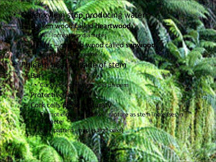  • Older xylem stop producing water – Darken wood called heartwood • Will