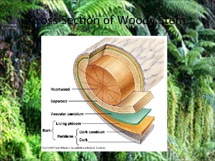 Cross Section of Woody Stem 
