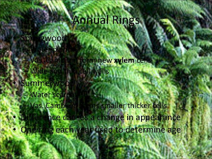 Annual Rings • Springwood – Water plentiful – Vas. Cambium form new xylem cells