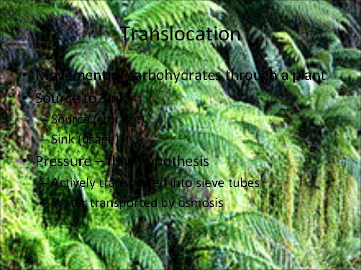 Translocation • Movement of carbohydrates through a plant • Source to sink – Source