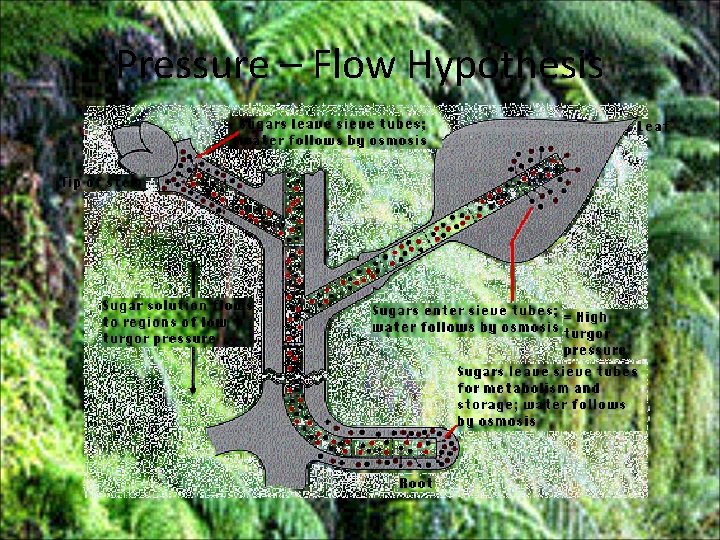 Pressure – Flow Hypothesis 