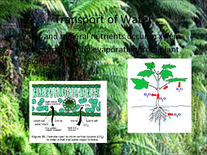 Transport of Water • Water and mineral nutrients occur in xylem • Water is