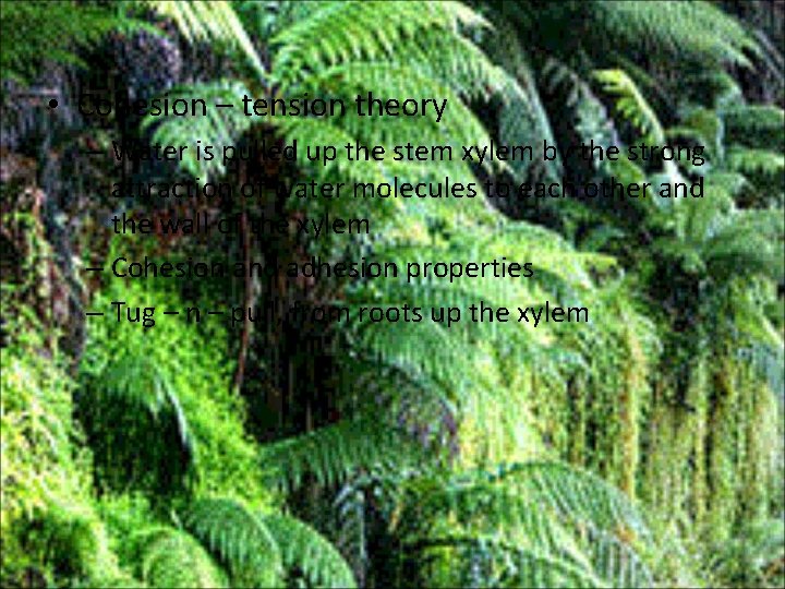  • Cohesion – tension theory – Water is pulled up the stem xylem