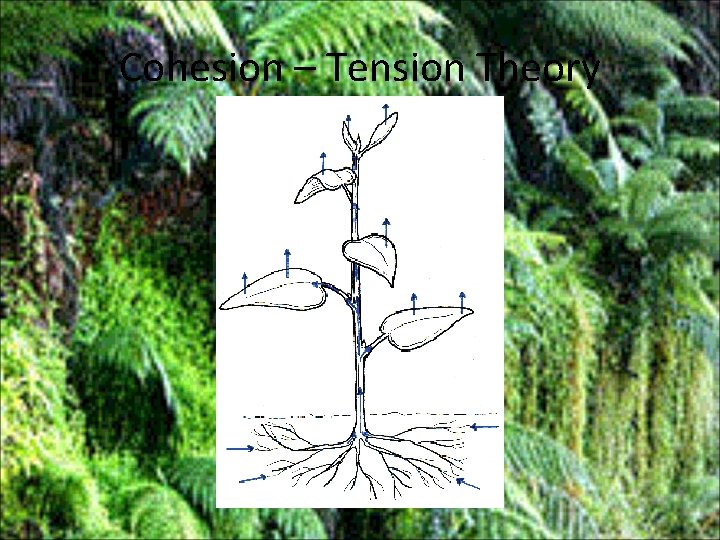 Cohesion – Tension Theory 