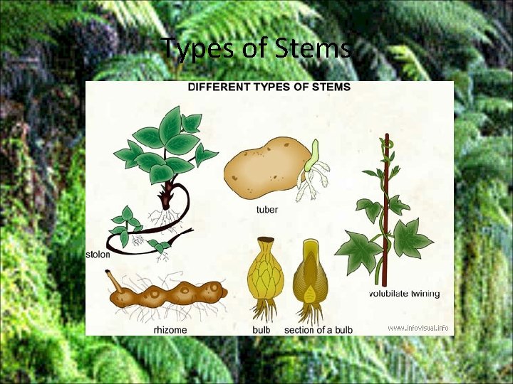 Types of Stems 