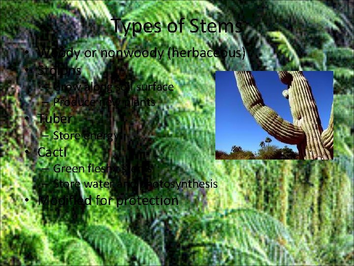 Types of Stems • Woody or nonwoody (herbaceous) • Stolons – Grow along soil