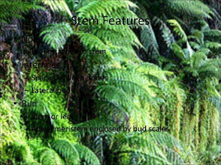 Stem Features • Node – Leaf attaches to stem • Internode – Space between