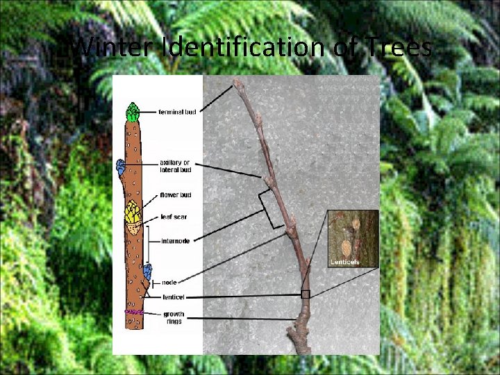 Winter Identification of Trees 